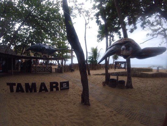 Baza ochrony żółwi morskich projektu TAMAR